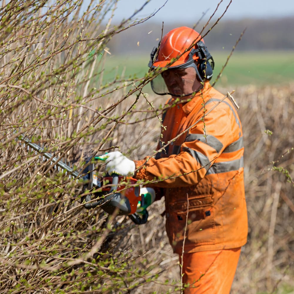 Tree felling and hedge trimming